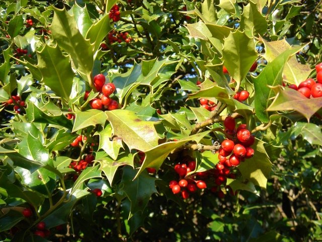 Ilex aquifolium P1D P1E P16 P17 P29